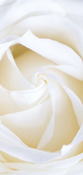 white rose, petals, white Wallpaper 720x1520