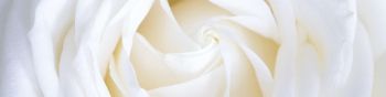 Обои 1590x400 белая роза, лепестки, белый