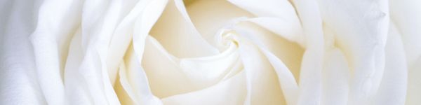 white rose, petals, white Wallpaper 1590x400