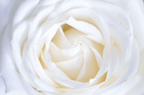 Обои 2305x1534 белая роза, лепестки, белый