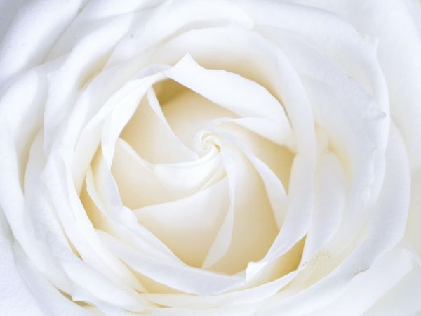 Обои 1024x768 белая роза, лепестки, белый