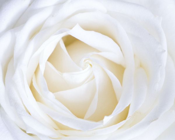white rose, petals, white Wallpaper 1280x1024