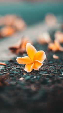 flower close-up, yellow flower Wallpaper 640x1136