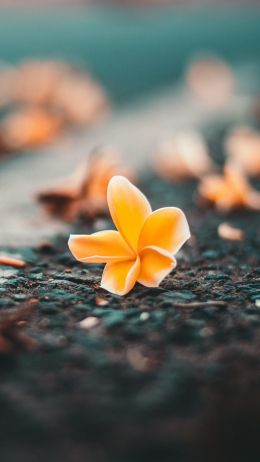 flower close-up, yellow flower Wallpaper 720x1280