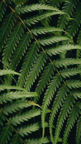 fern, green, fern leaf Wallpaper 640x1136