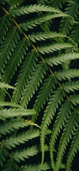 fern, green, fern leaf Wallpaper 1170x2532