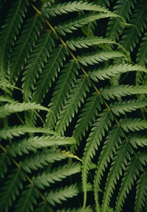 fern, green, fern leaf Wallpaper 1640x2360