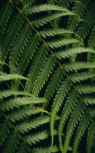 fern, green, fern leaf Wallpaper 1752x2800