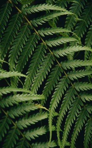 fern, green, fern leaf Wallpaper 800x1280