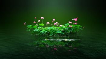 lotus, green, pond Wallpaper 1280x720
