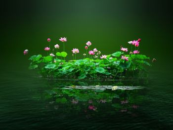lotus, green, pond Wallpaper 800x600
