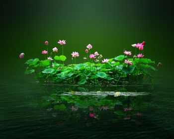 lotus, green, pond Wallpaper 1280x1024