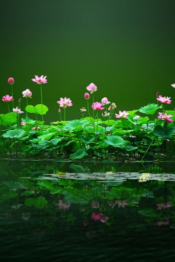 lotus, green, pond Wallpaper 640x960