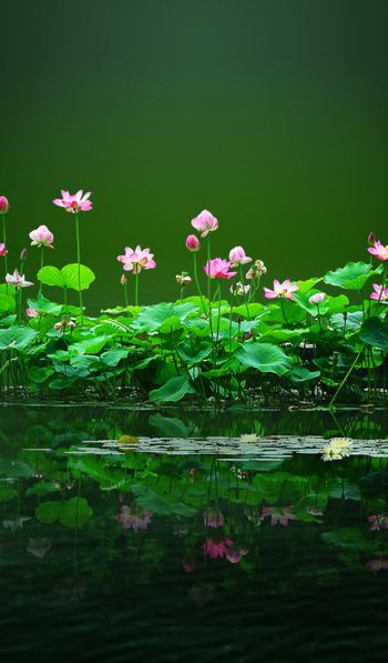 lotus, green, pond Wallpaper 600x1024