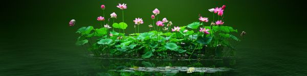 lotus, green, pond Wallpaper 1590x400