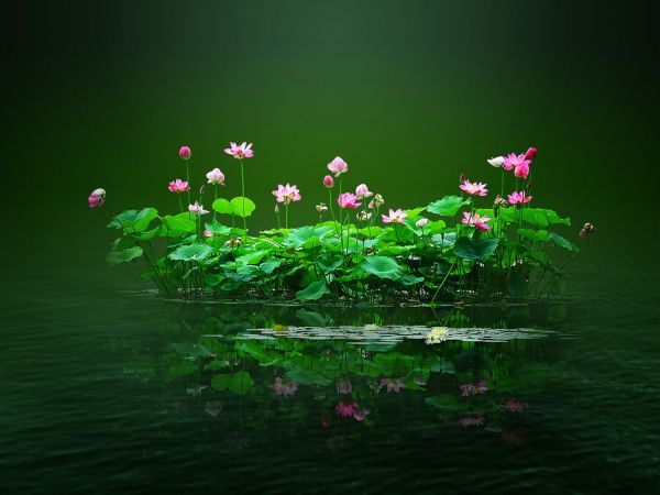 lotus, green, pond Wallpaper 1024x768