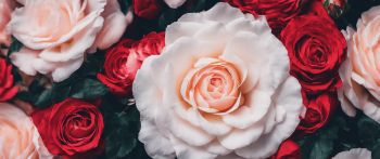 roses, white rose Wallpaper 2560x1080
