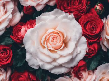 roses, white rose Wallpaper 1024x768