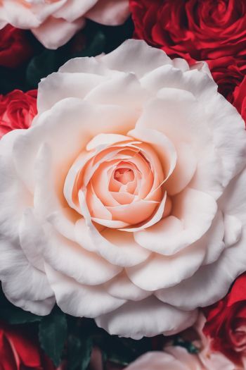 Обои 640x960 розы, белая роза