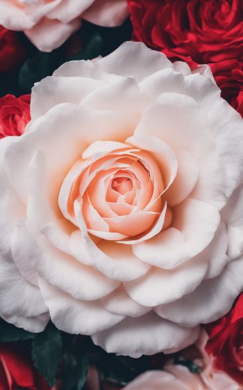 roses, white rose Wallpaper 800x1280