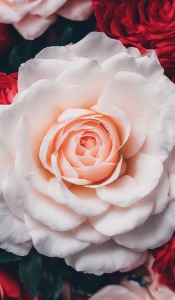 roses, white rose Wallpaper 600x1024