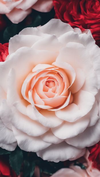 Обои 640x1136 розы, белая роза