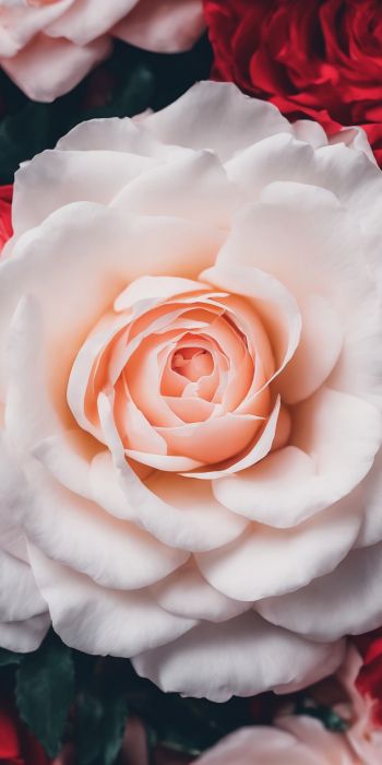 Обои 720x1440 розы, белая роза