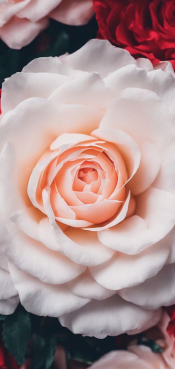 Обои 720x1520 розы, белая роза