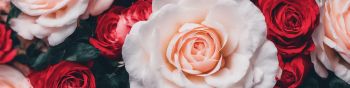 roses, white rose Wallpaper 1590x400