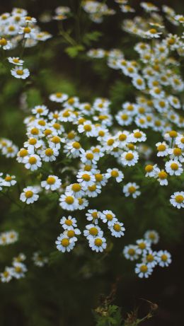 daisies, green Wallpaper 640x1136