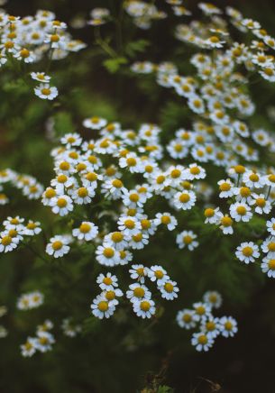 daisies, green Wallpaper 1668x2388