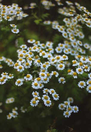 daisies, green Wallpaper 1640x2360