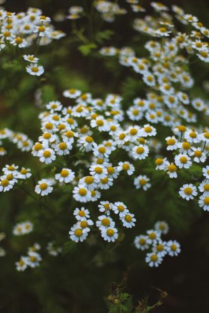 daisies, green Wallpaper 3648x5472