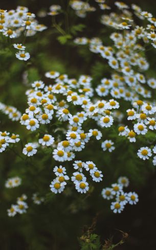 daisies, green Wallpaper 1600x2560