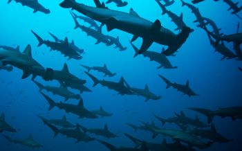 Обои 2560x1600 акула-молот, под водой, синий