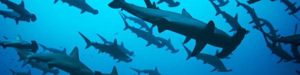 hammerhead shark, underwater, blue Wallpaper 1590x400