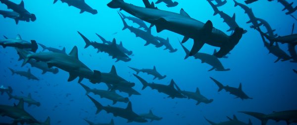 hammerhead shark, underwater, blue Wallpaper 2560x1080