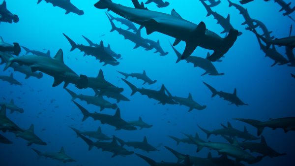 hammerhead shark, underwater, blue Wallpaper 1920x1080