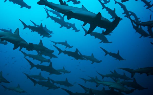 hammerhead shark, underwater, blue Wallpaper 2560x1600