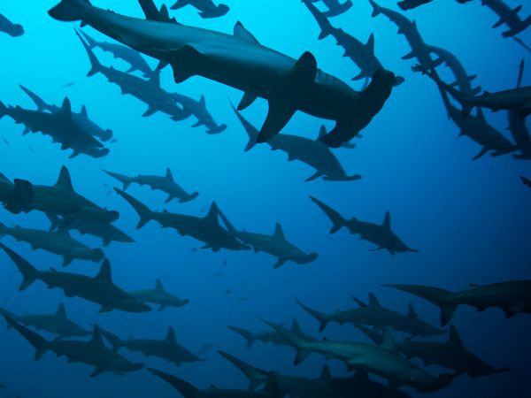 hammerhead shark, underwater, blue Wallpaper 800x600