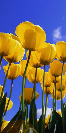 Windows XP wallpaper, yellow tulips Wallpaper 720x1440