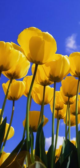 Windows XP wallpaper, yellow tulips Wallpaper 720x1520