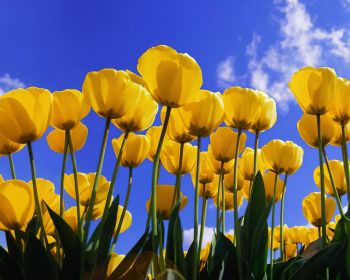 Windows XP wallpaper, yellow tulips Wallpaper 1280x1024