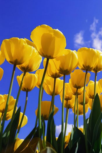 Желтые тюльпаны обои на iPhone 4, 4s высокого качества 640x960, скачать  вертикальные картинки на заставку