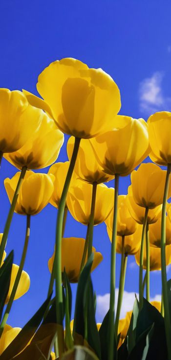 Windows XP wallpaper, yellow tulips Wallpaper 720x1520