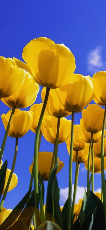 Windows XP wallpaper, yellow tulips Wallpaper 828x1792