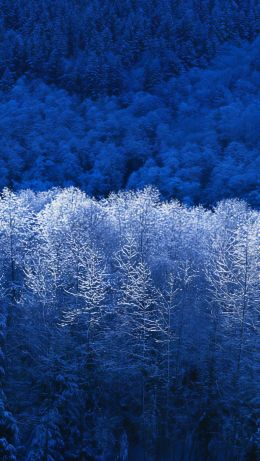 Windows XP wallpaper, winter forest, blue Wallpaper 640x1136