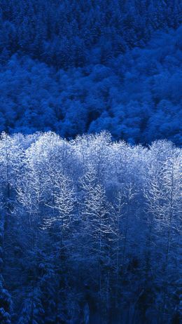 Windows XP wallpaper, winter forest, blue Wallpaper 720x1280