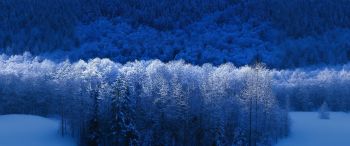 Windows XP wallpaper, winter forest, blue Wallpaper 3440x1440