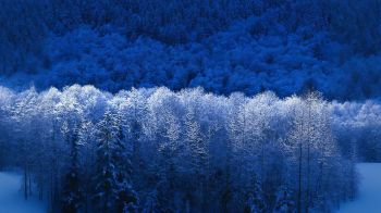 Windows XP wallpaper, winter forest, blue Wallpaper 1366x768